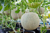 Experience Nature's Bounty: Purchase Cantaloupe Seeds Online