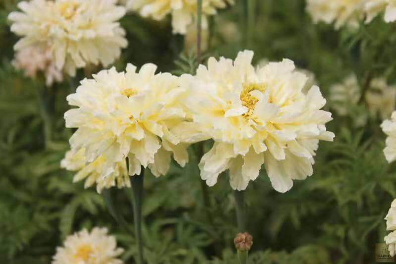 Transform Your Garden Space with Dwarf White African Marigold Seeds