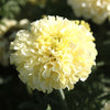 Afbeelding laden in galerijviewer, White African Marigold Seeds - Pure Garden Elegance