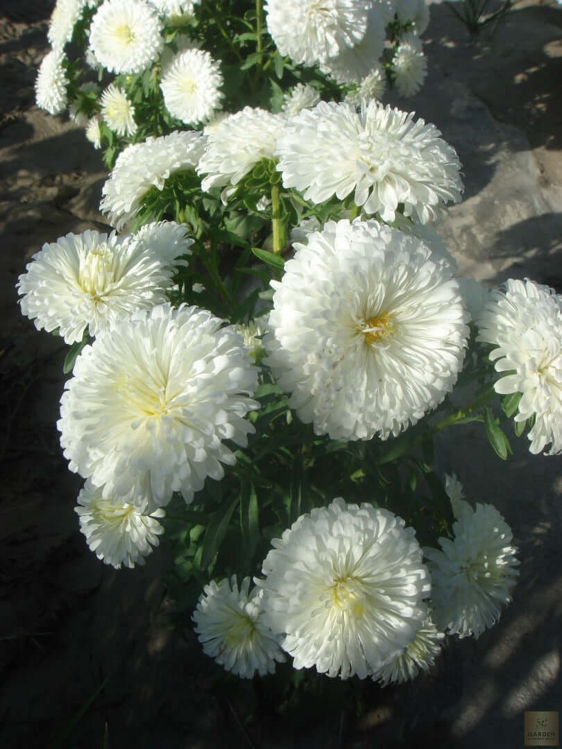 Premium Tall White Aster Seeds - Buy Online Now!