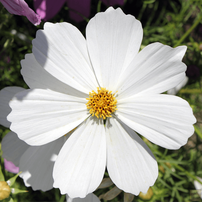 Get White Cosmos Seeds - Cultivate Delicate and Charming Flowers