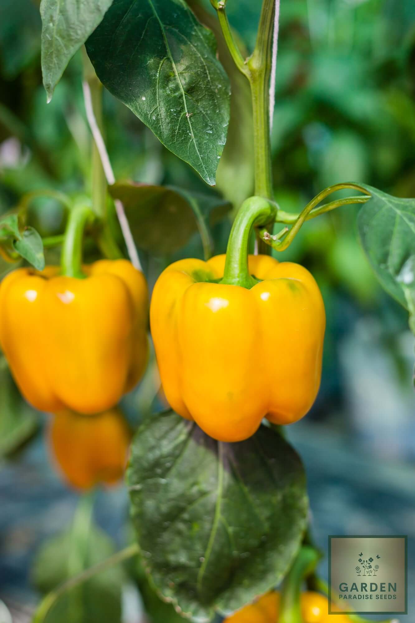 Grow Sweet Yellow Bell Pepper Seeds - Colorful Harvest