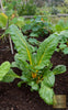 Yellow Swiss Chard Seeds for Sale - Buy from Our Shop Today