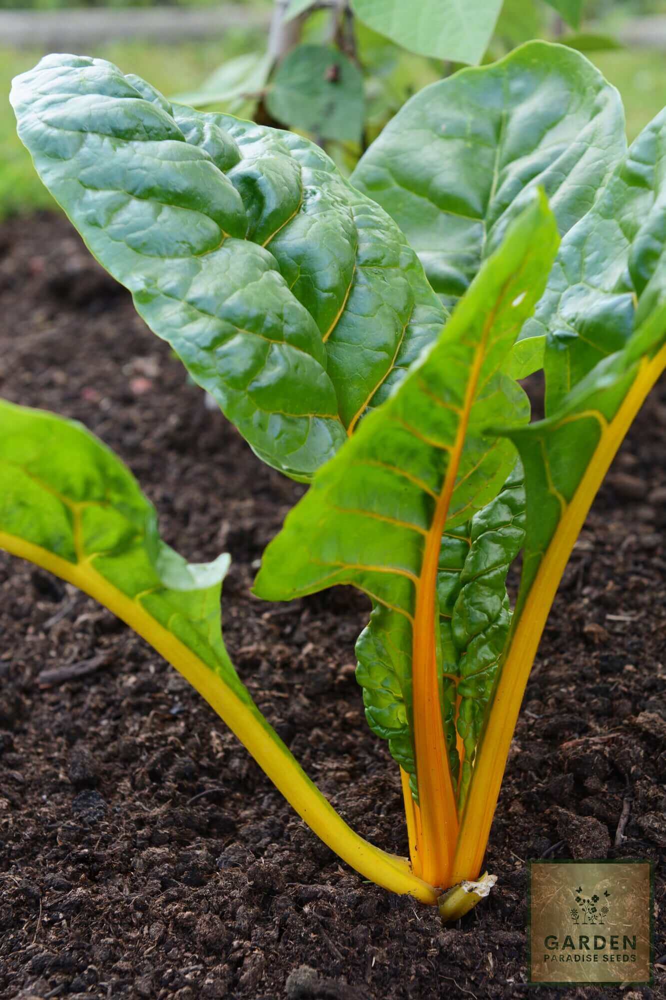 Buy Yellow Swiss Chard Seeds - Brighten Your Garden 