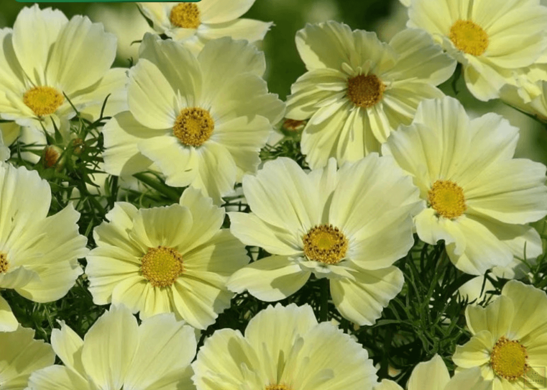 Yellow Cosmos Seeds - Add Sunshine to Your Landscape