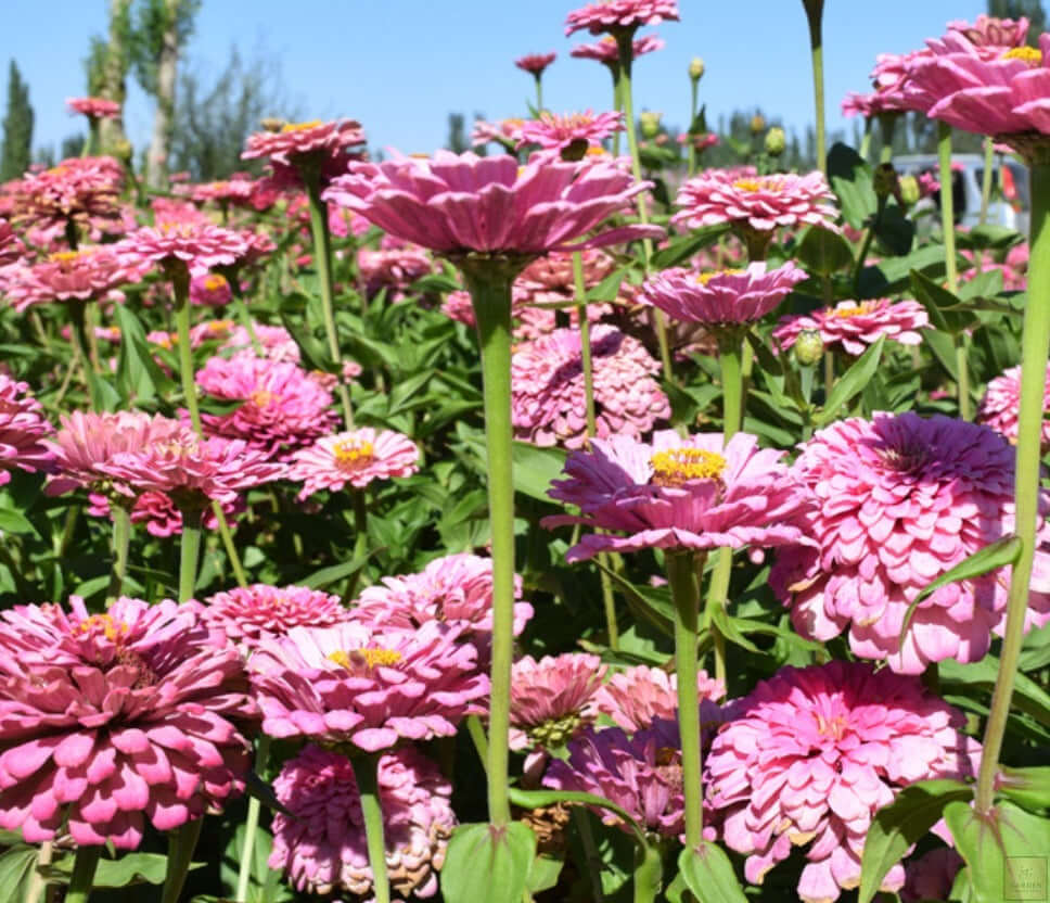 Elevate Your Garden: Get Pink Zinnia Elegans for Charming Floral Beaut