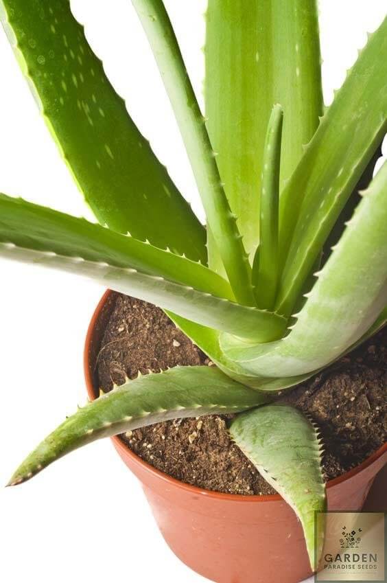 SHOP | Aloe Vera Seeds | Barbadensis Miller - Plant & Growing Guide