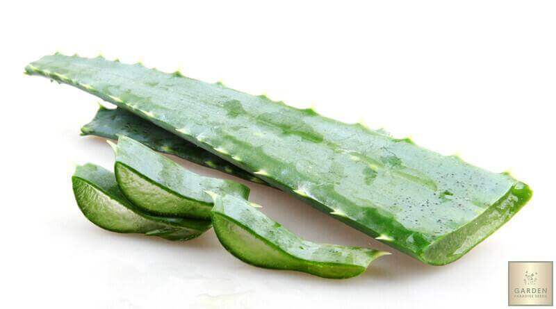 Seeds Shop | Aloe Vera Barbadensis Miller Seeds | Heirloom