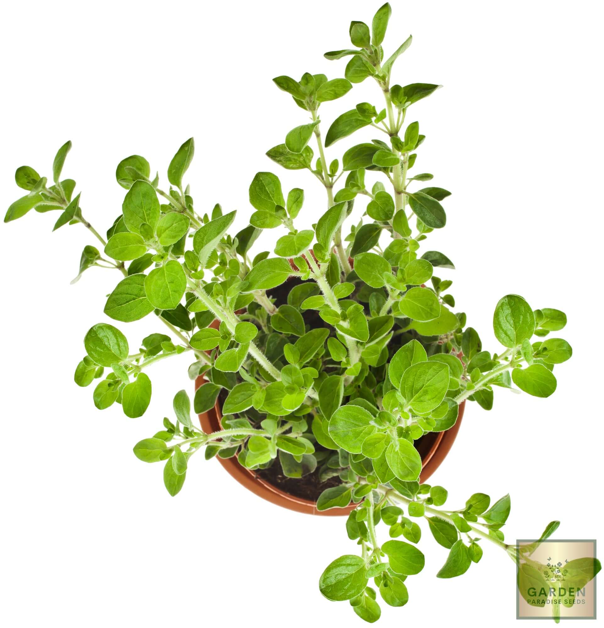 Shop for Marjoram Seeds - Unleash the Aromatic Flavors of American Sweet Oregano