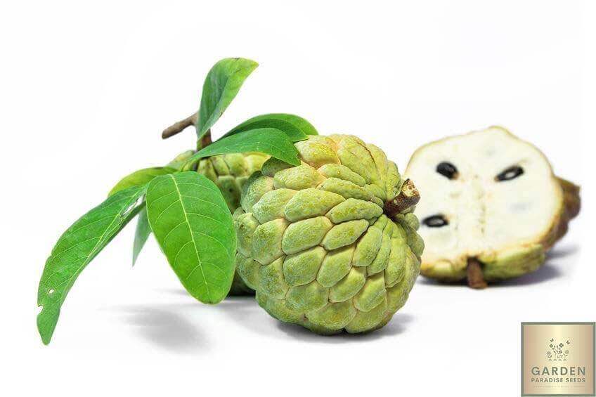 Satisfy Your Sweet Cravings: Buy Sugar Apple for a Tropical Fruit Experience