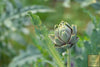 Premium Green Globe Artichoke Seeds - Start a flavorful and nutritious harvest with these high-quality seeds
