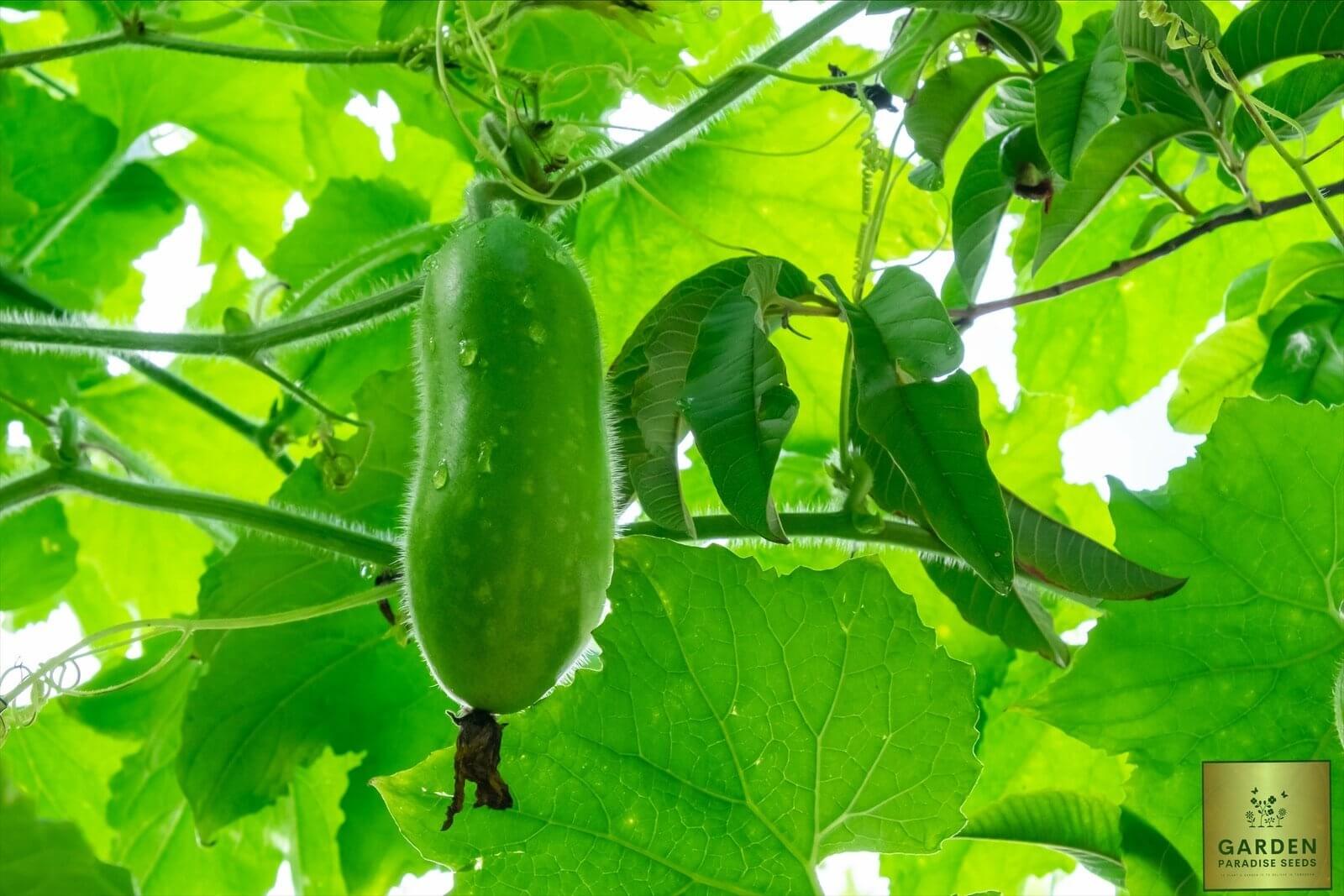 Organic Ash Gourd Seeds | Start Your Garden with Healthy Produce
