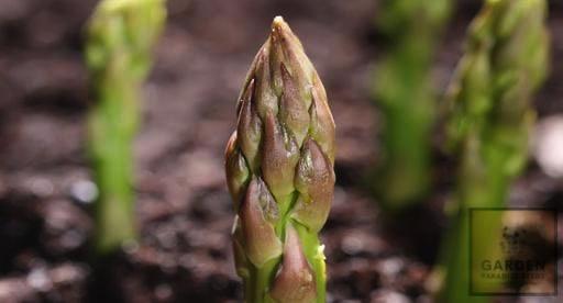 dd Portlim Asparagus to Your Garden - Buy Now!