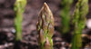 dd Portlim Asparagus to Your Garden - Buy Now!