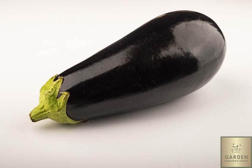 Buy Black Beauty Aubergine Seeds Online | High-Quality Aubergine Varieties