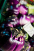 Load image into Gallery viewer,  Shop Aubergine Violetta Di Firenze Seeds - Bring Purple Eggplant  to Your Garden