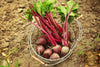 Start Your Garden with Boltardy Beetroot Seeds - Grow Fresh and Nutritious Beets