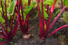 Buy Boltardy Beetroot Seeds Online - High-Quality Varieties 