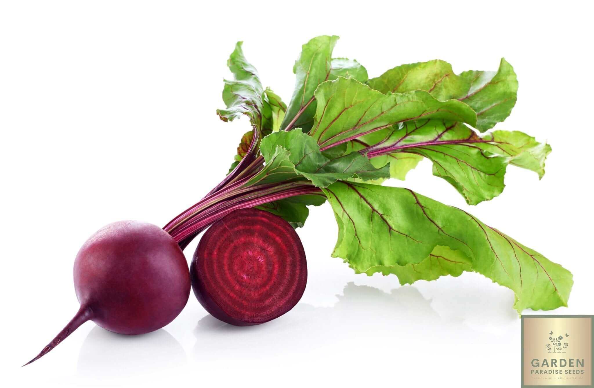 Start Your Garden with Cardeal Beetroot Seeds | Enjoy Richly Colored and Flavorful Harvests