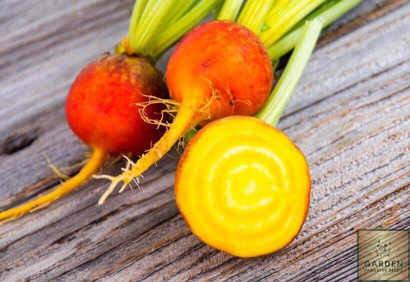 Start Your Garden with Golden Beetroot Seeds - Grow Vibrant and Nutritious Beets