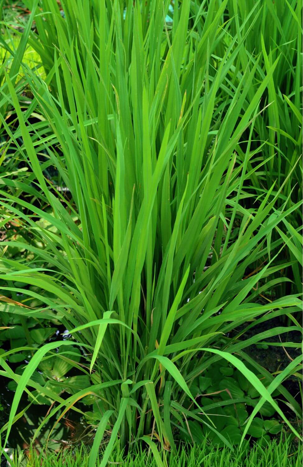 Organic Lemongrass Seeds - Cultivate your own fragrant and flavorful herb garden