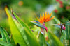 Experience the Magnificence of Strelitzia Nicolai | Bird of Paradise Seeds Available 