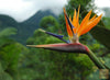 Buy Bird of Paradise Seeds Online | Enhance Your Garden with High-Quality Strelitzia Nicolai