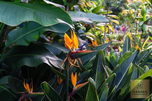 Create a Tropical Paradise with Strelitzia Nicolai Seeds | Bird of Paradise Collection