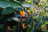 Load image into Gallery viewer, Create a Tropical Paradise with Strelitzia Nicolai Seeds | Bird of Paradise Collection