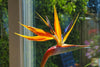 Start Your Garden with Bird of Paradise Seeds | Cultivate Exotic Strelitzia Nicolai Plants