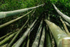 Buy Dendrocalamus Strictus Seeds Online | Grow Your Own Majestic Big Black Bamboo