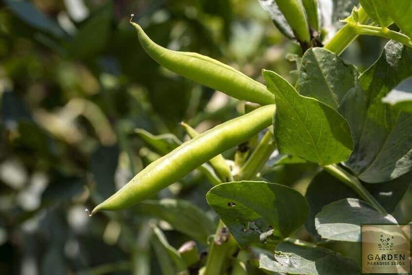 Premium Masterpiece Green Broad Bean Seeds for Sale - Elevate Your Vegetable Patch