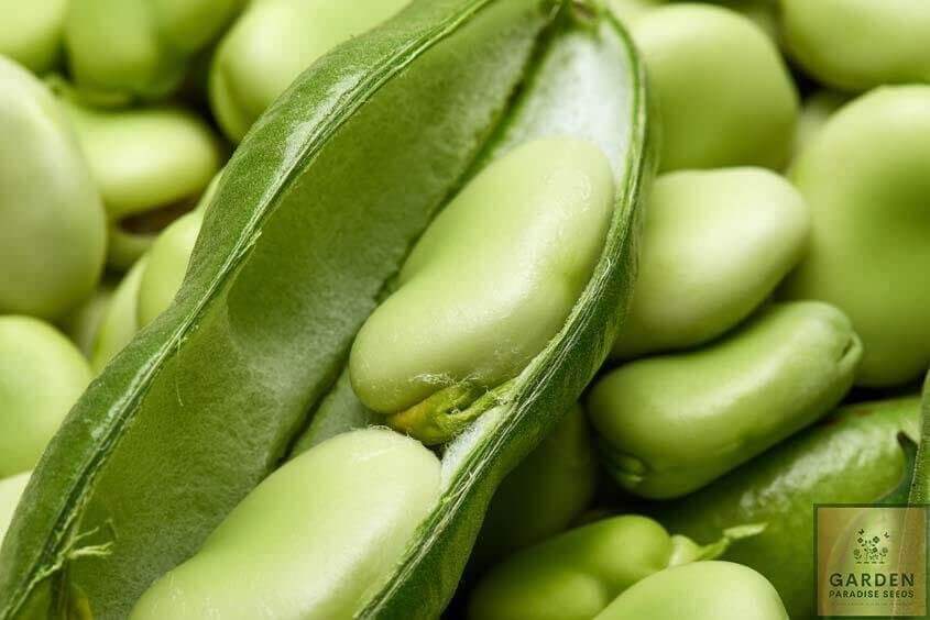 Discover the Best Masterpiece Green Broad Bean Seeds - Grow Nutritious and Delicious Beans