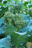 Buy Atlantis Broccoli Seeds Online | Cultivate Your Own Healthy and Vibrant Broccoli Heads