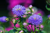 Blue Light Aster Seeds - Grow enchanting blue asters to illuminate your garden