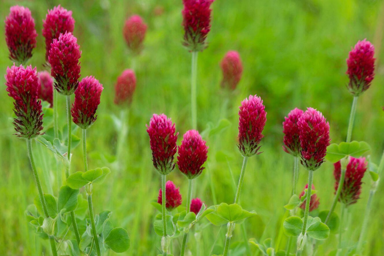 Red Crimson Clover Seeds - Transform your garden into a haven of vibrant red hues