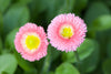 Indlæs billede i gallerifremviser, Buy High-Quality Pink English Daisy Seeds - Elevate Your Garden