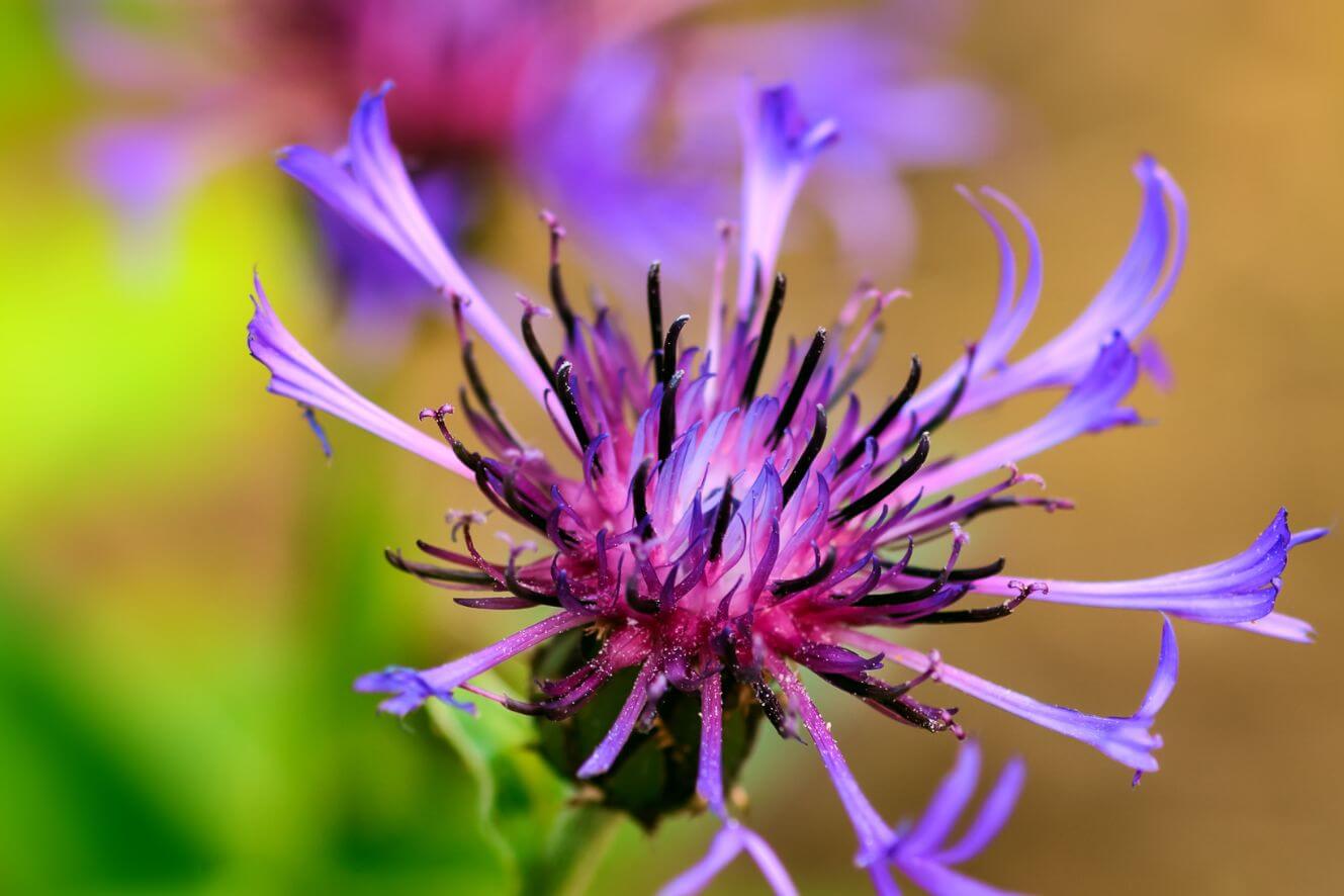Purple Cornflower Seeds - Grow stunning purple blooms for a touch of elegance in your garden