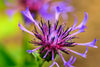 Purple Cornflower Seeds - Grow stunning purple blooms for a touch of elegance in your garden
