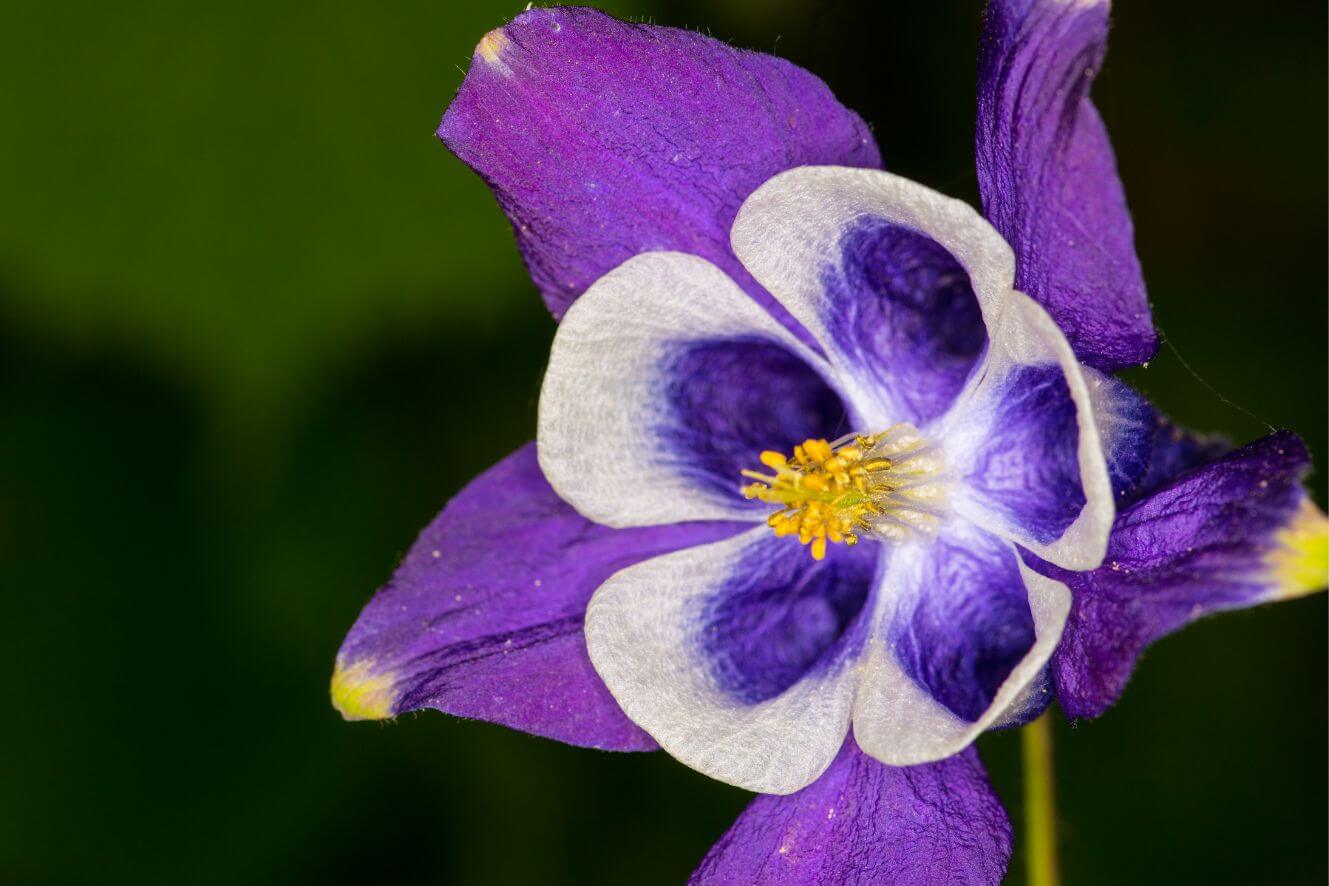 Purple Light Columbine Seeds - Grow beautiful and distinct blooms