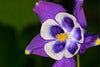 Lataa kuva gallerian katseluohjelmaan, Purple Light Columbine Seeds - Grow beautiful and distinct blooms