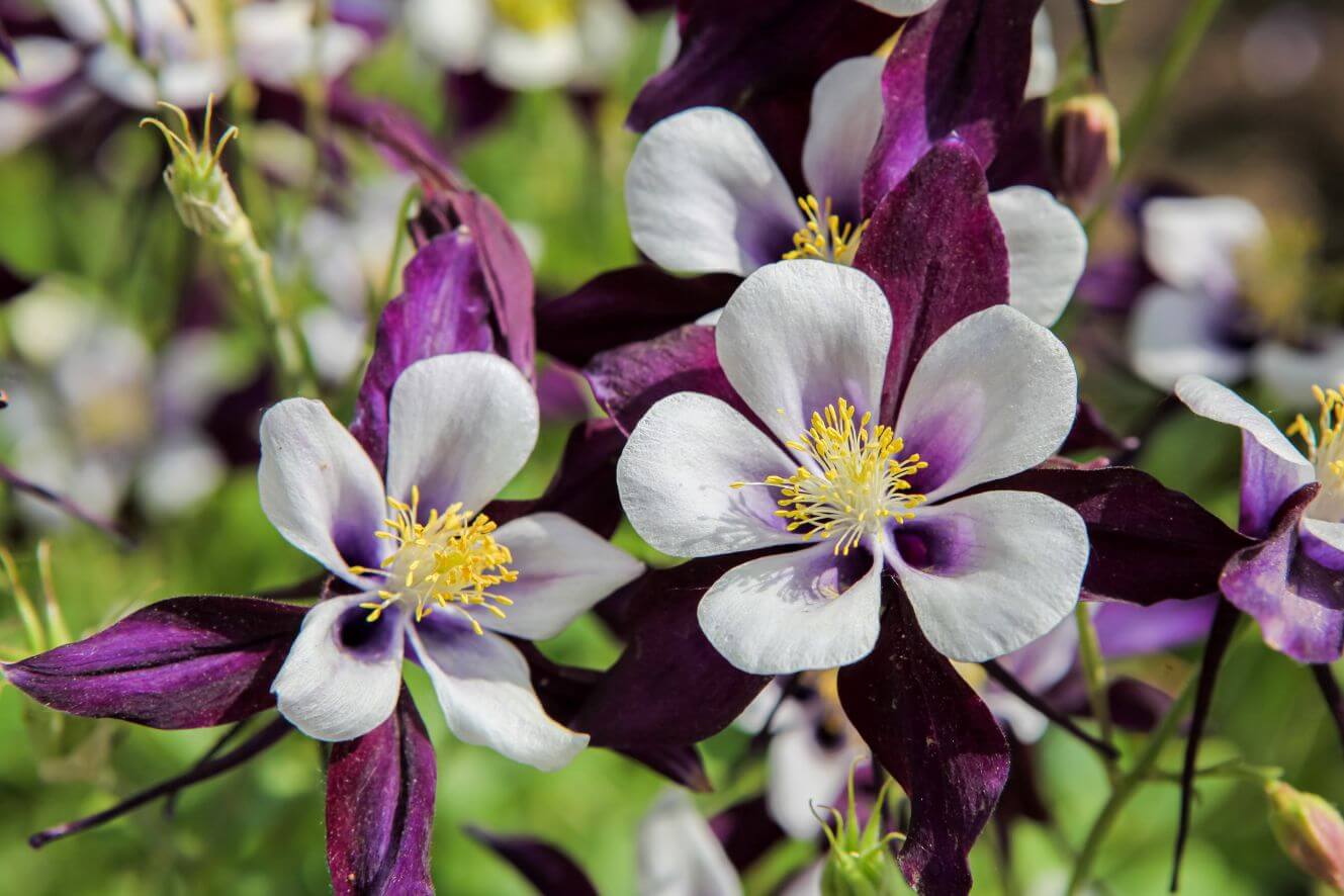 Premium Purple Light Aquilegia Viridiflora Seeds - Start a stunning floral display