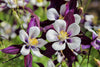 Charger l&#39;image dans la visionneuse de la galerie, Premium Purple Light Aquilegia Viridiflora Seeds - Start a stunning floral display