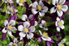 Purple Light Aquilegia Seeds - Enhance your garden with exquisite purple flowers