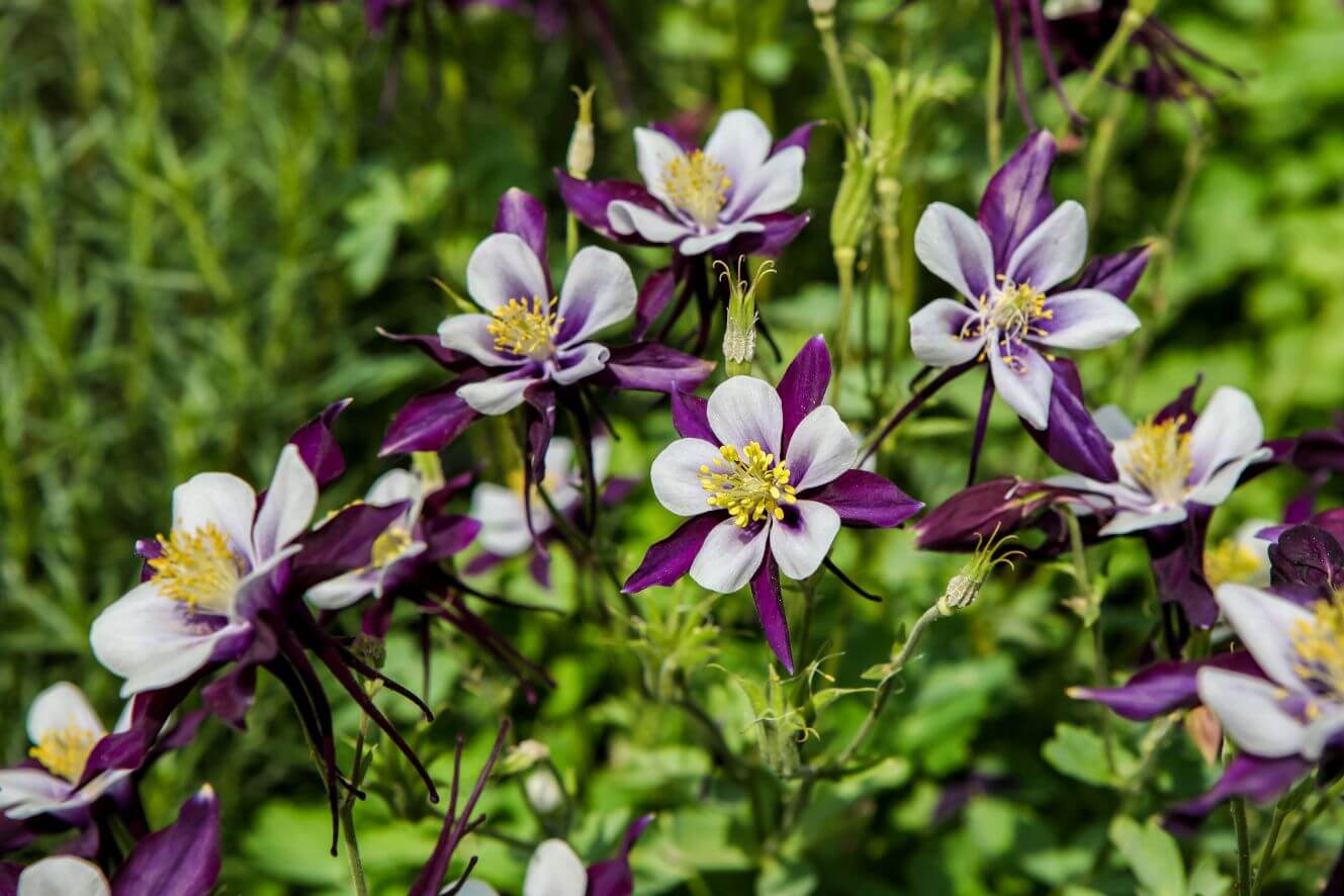 Captivating Purple Light Aquilegia Viridiflora Seeds - Add color and charm to your outdoor space