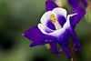 Aquilegia Viridiflora Seeds - Cultivate unique purple flowers in your garden