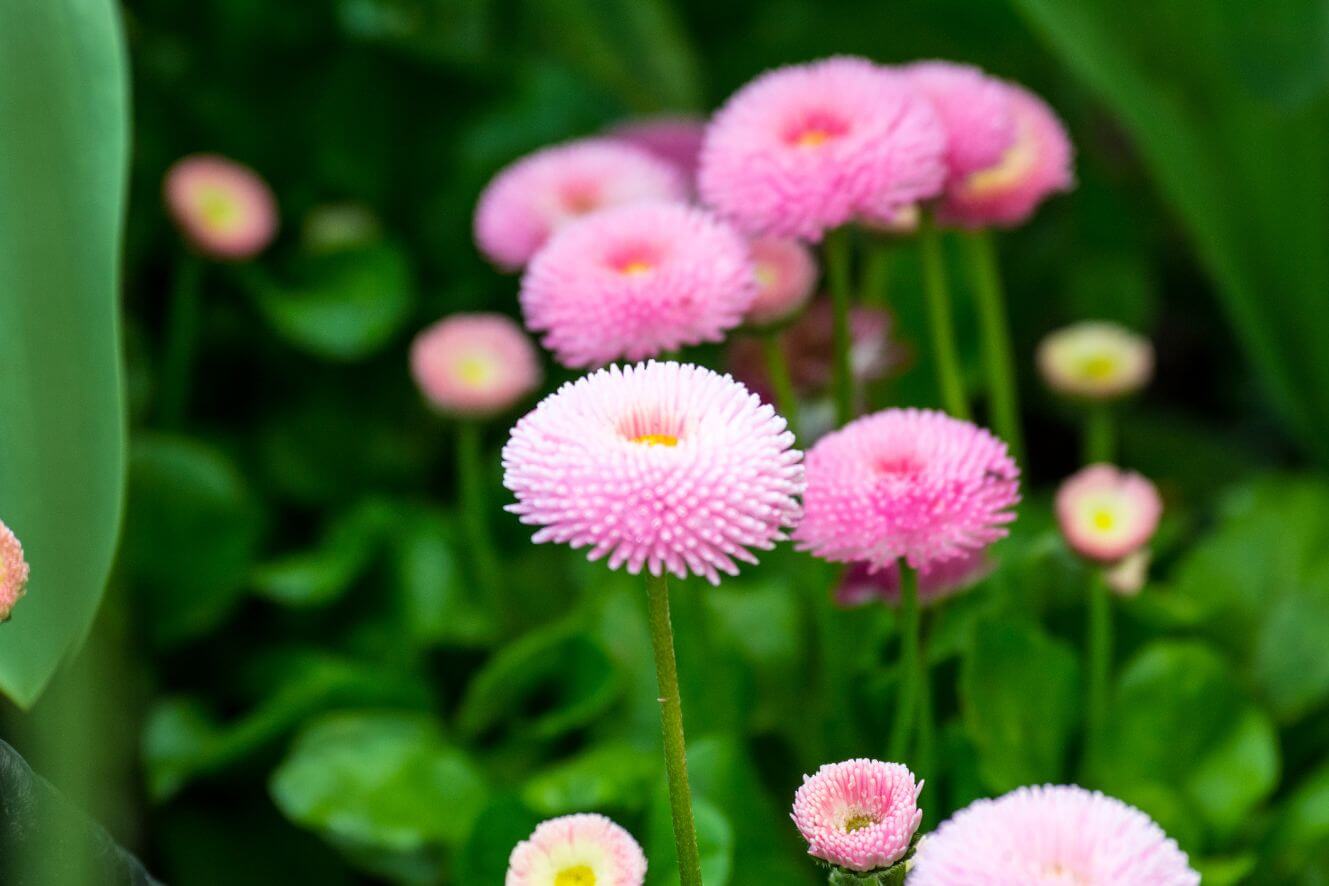 Premium Pink English Daisy Seeds for Sale - Create a Charming Garden