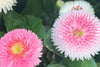 Tasso Pink English Daisy Seeds - Grow delicate pink blooms for a charming garden