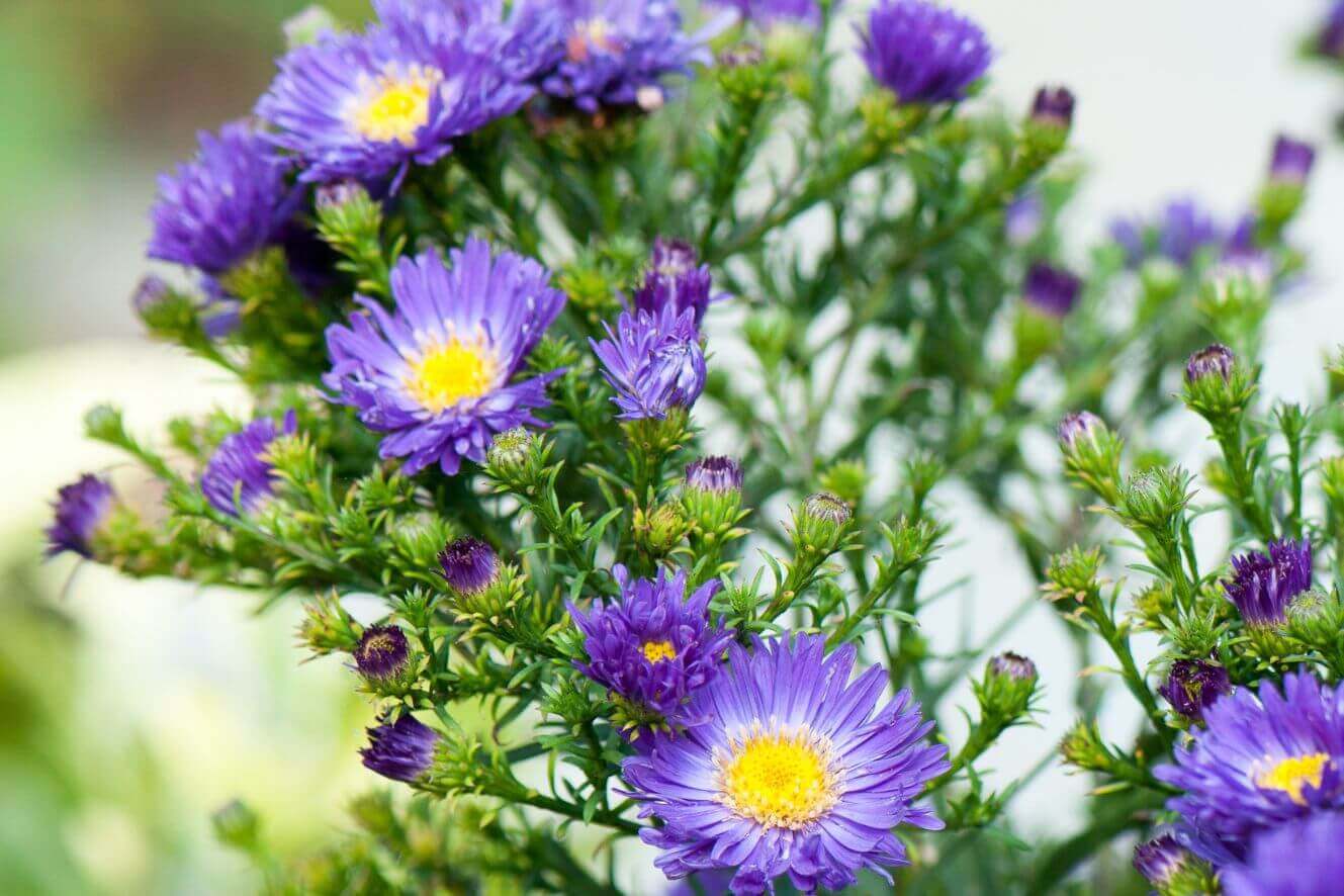 Blue Aster Seeds - Create a heavenly garden with these striking blue blossoms.