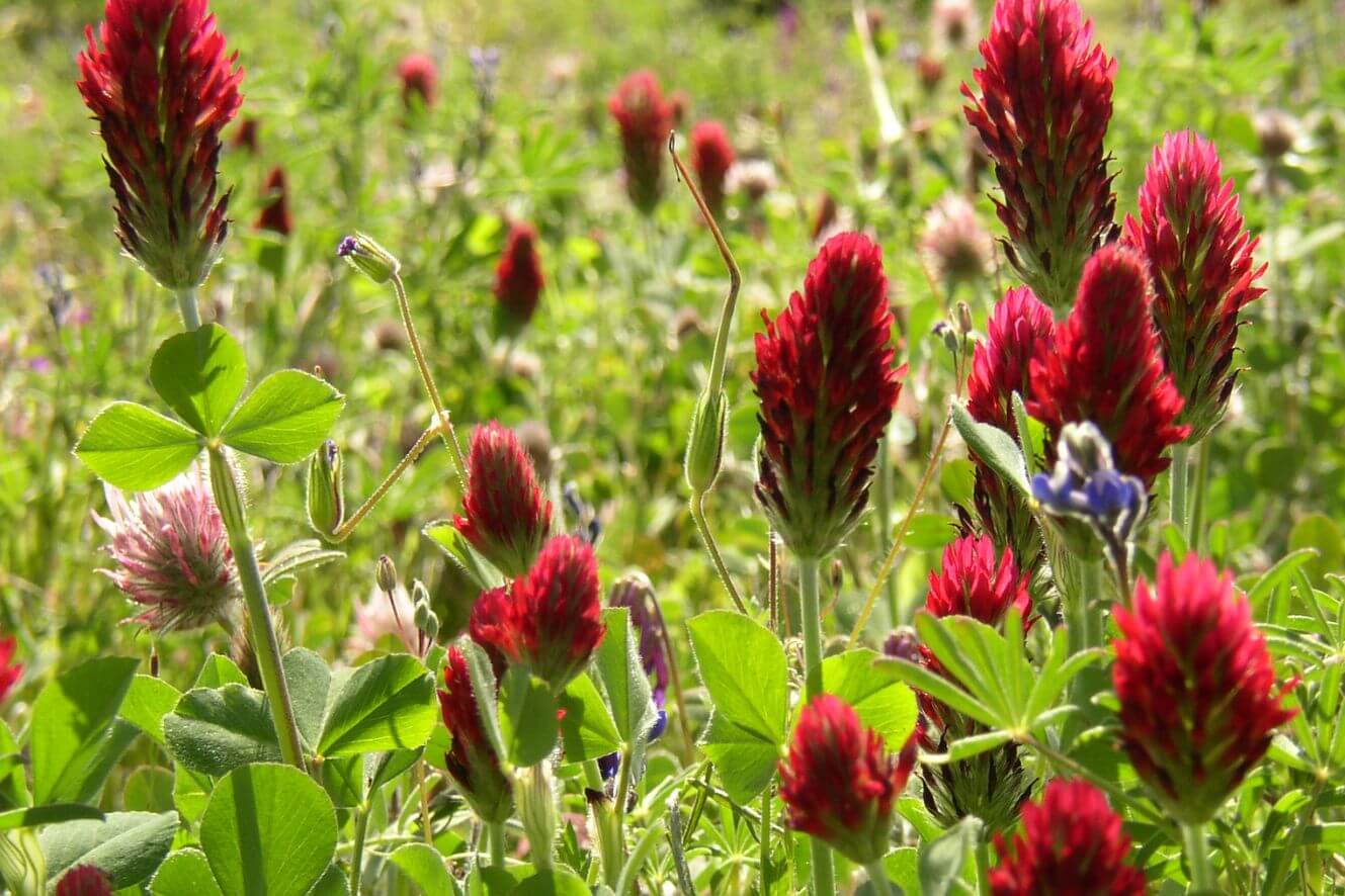Striking Red Crimson Clover Seeds - Add a burst of color and texture to your outdoor space